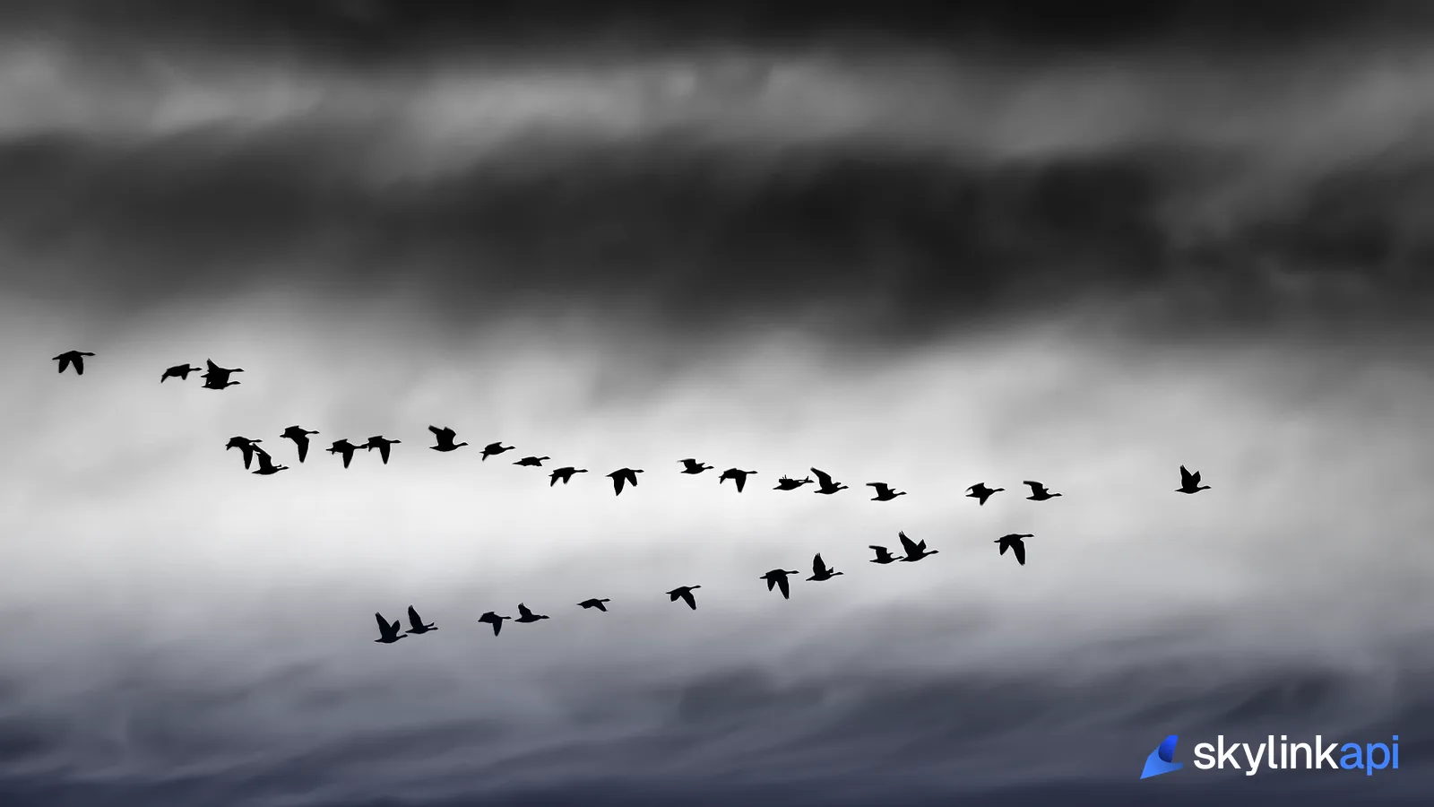 A skein of geese in formation — migratory flocks are a major strike risk